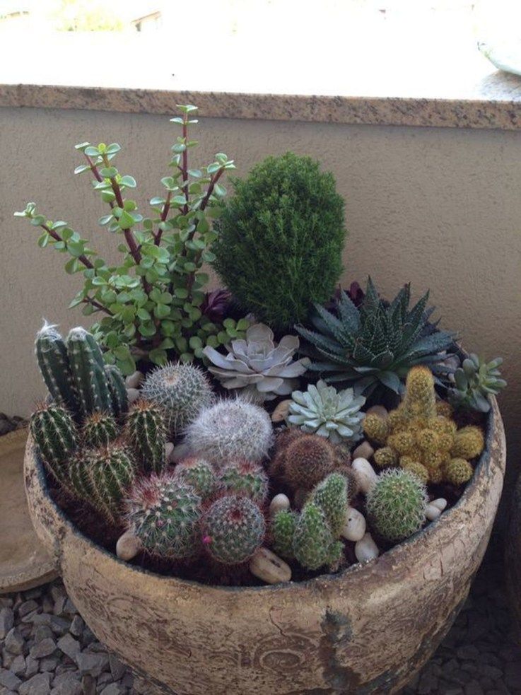 Mini Cactus Gardens