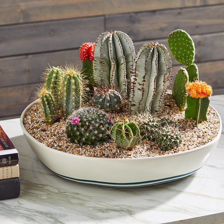 Mini Cactus Gardens