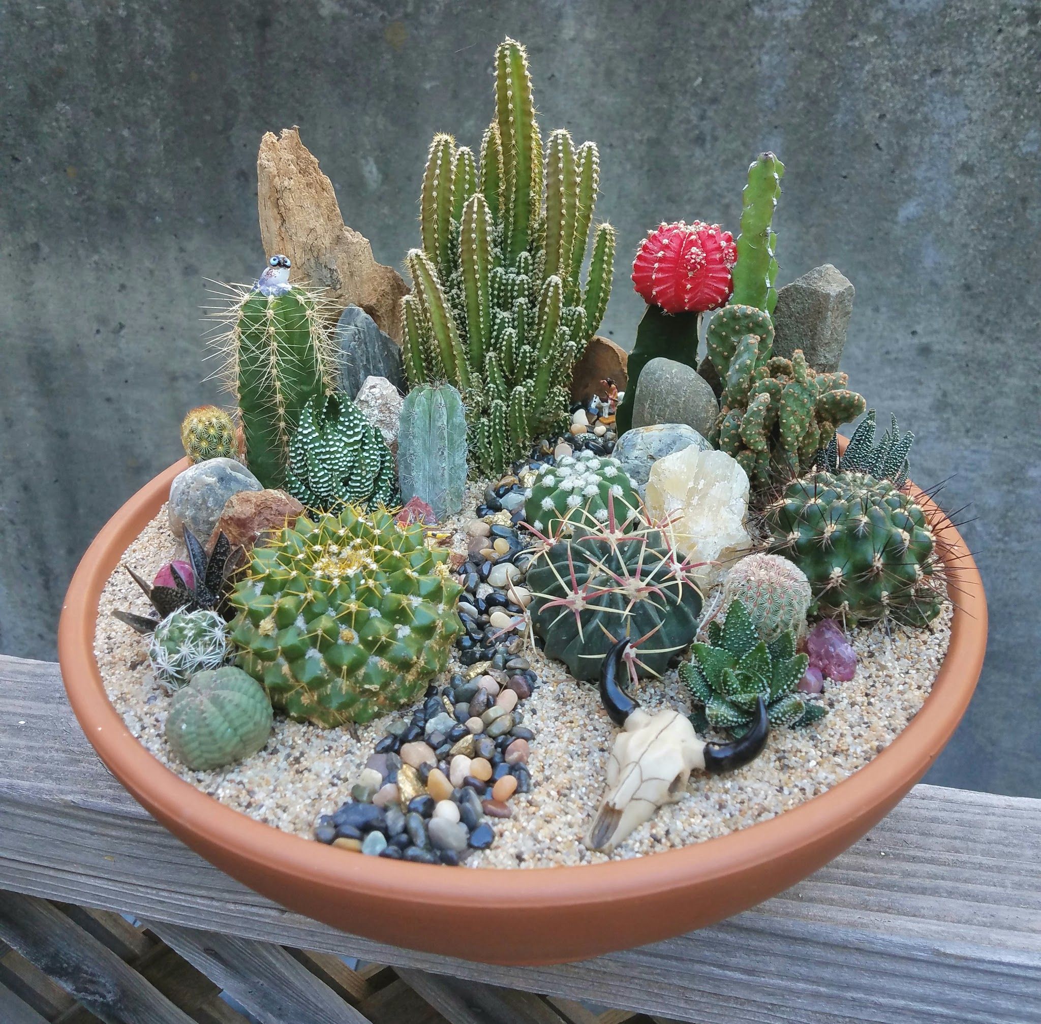 Custom Succulent