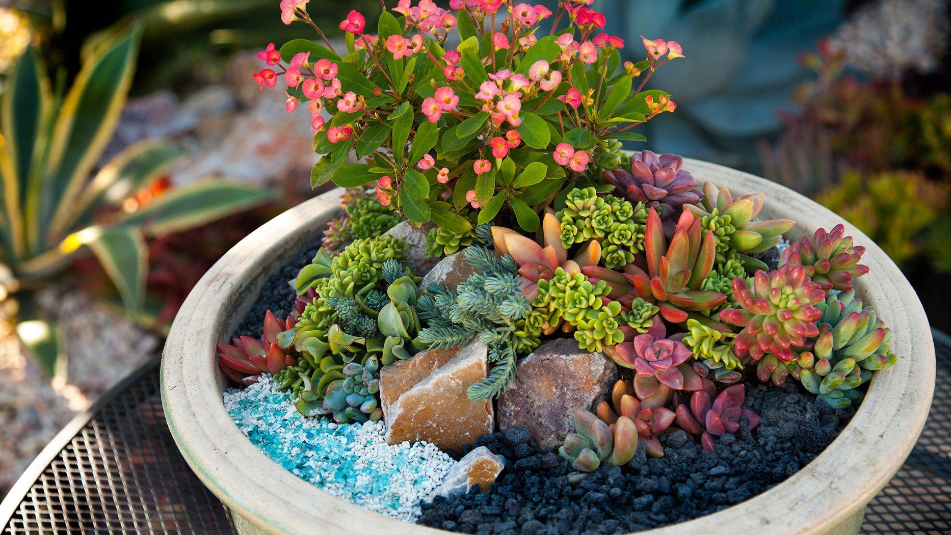 Easycare Mini Succulent Garden Ideas