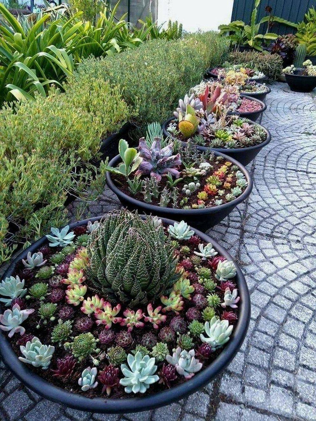 Mini Succulent Container Garden