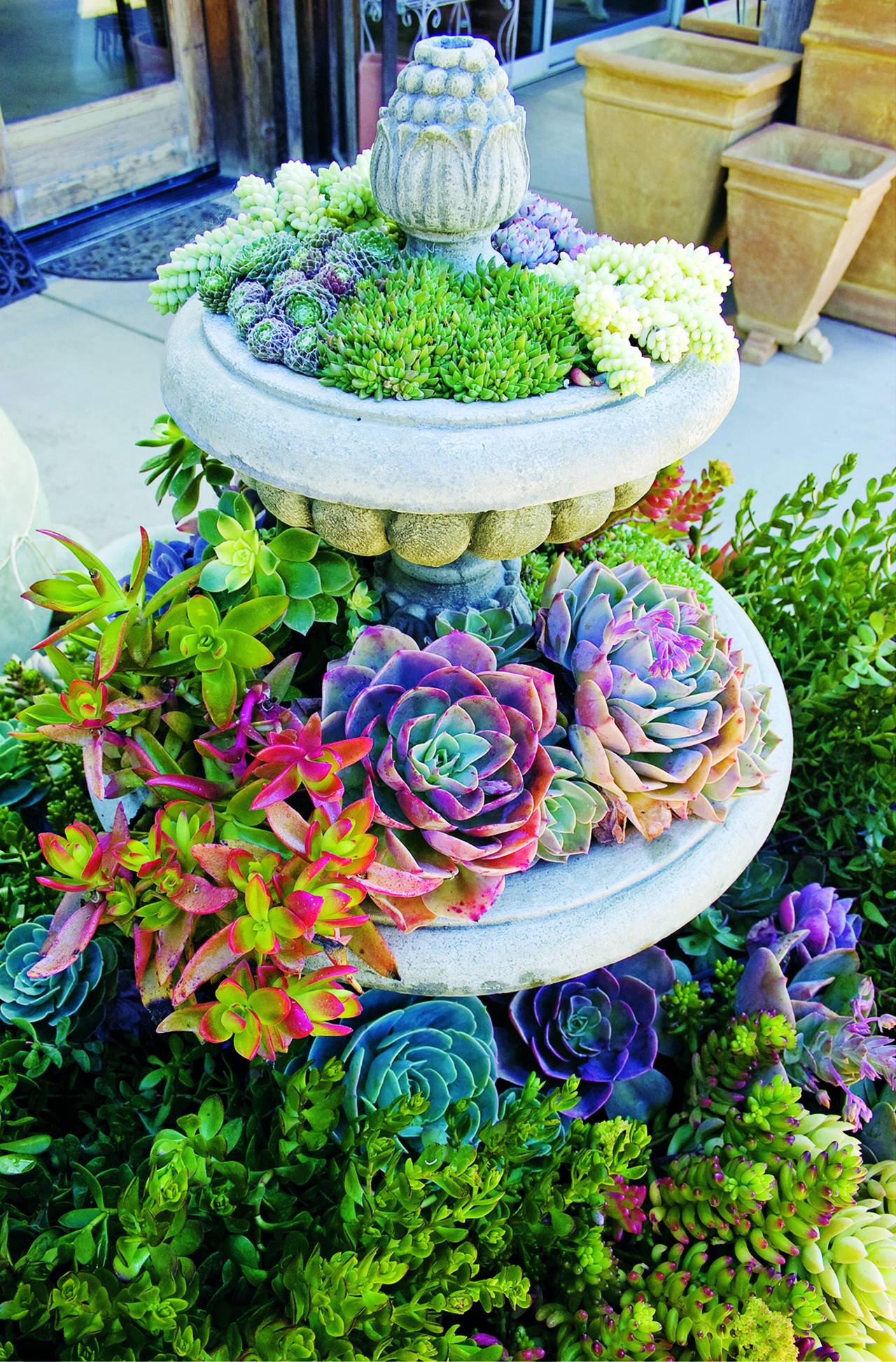 Miniature Succulent Garden Ideas