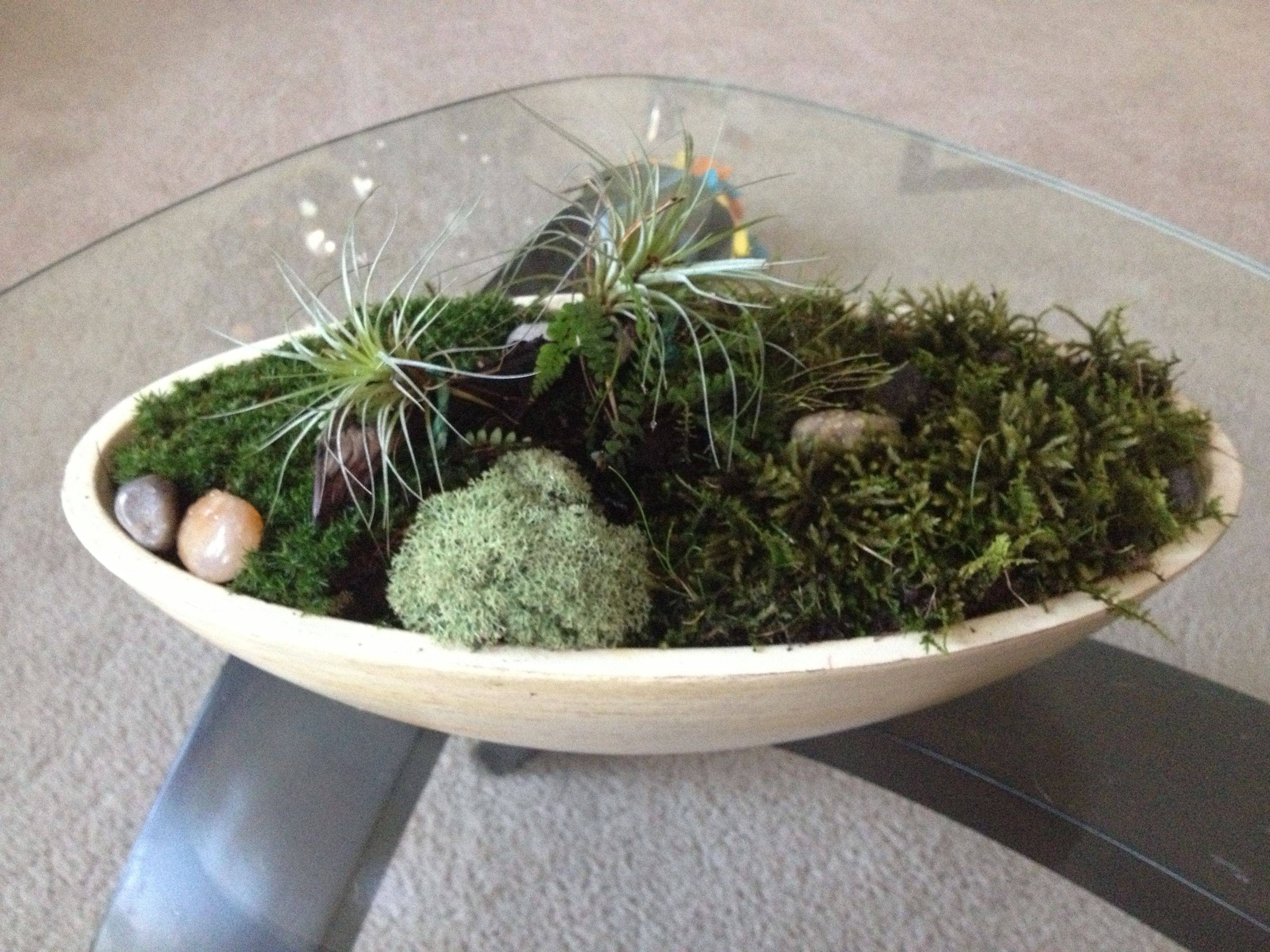 Dish Garden Planter Ideas Home Inspirations Moss Garden