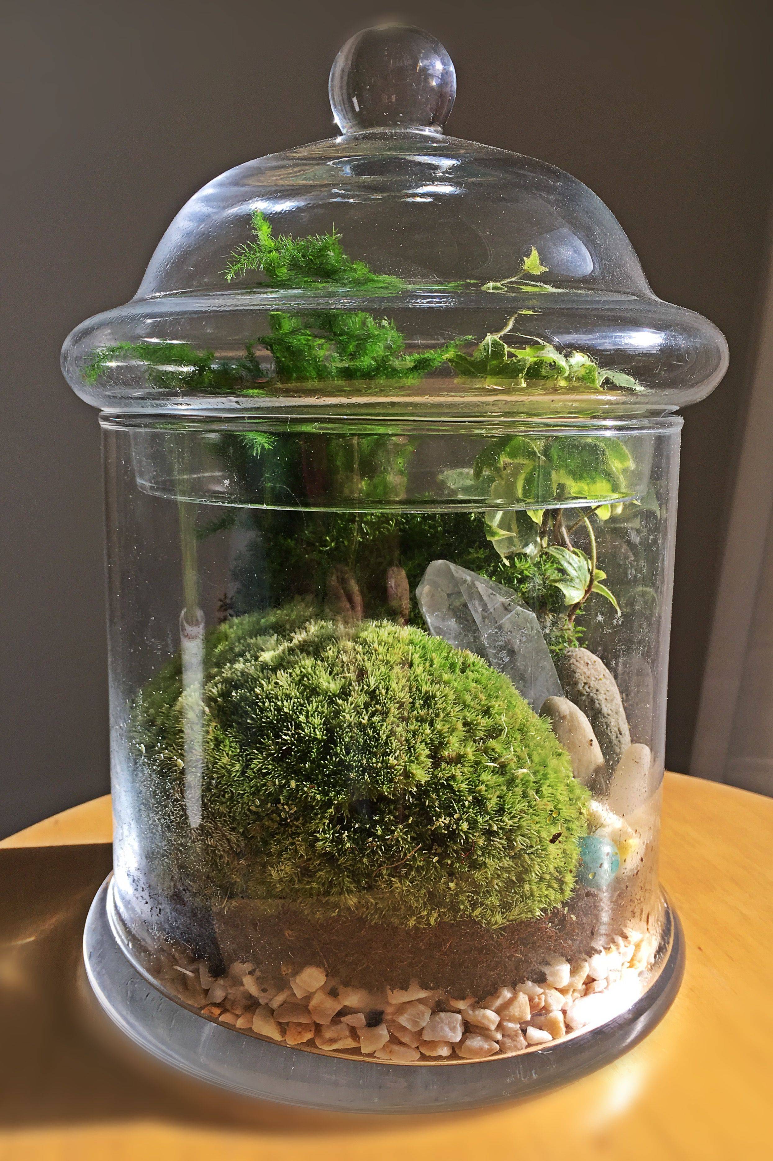 Indoor Moss Garden Multilevel Recycled Glass Terrarium