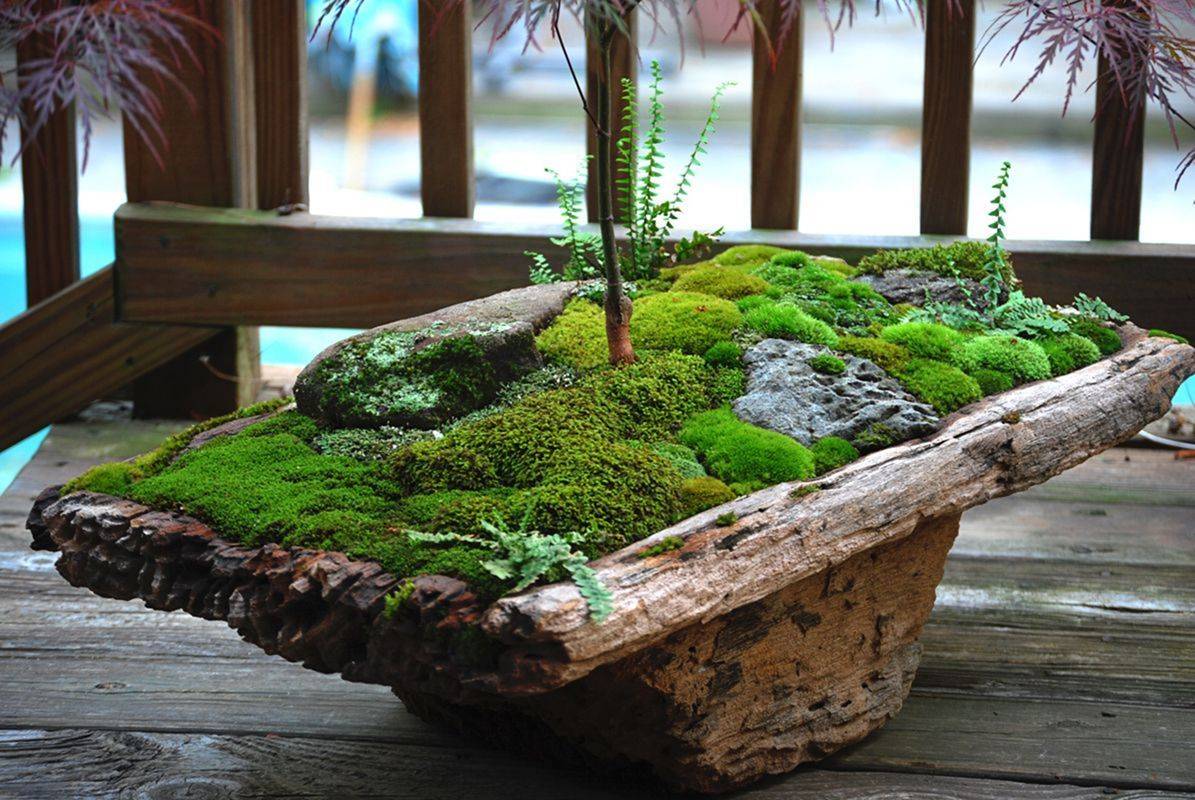 Miniature Gardening Ideas Sprout Landscape Garden Design