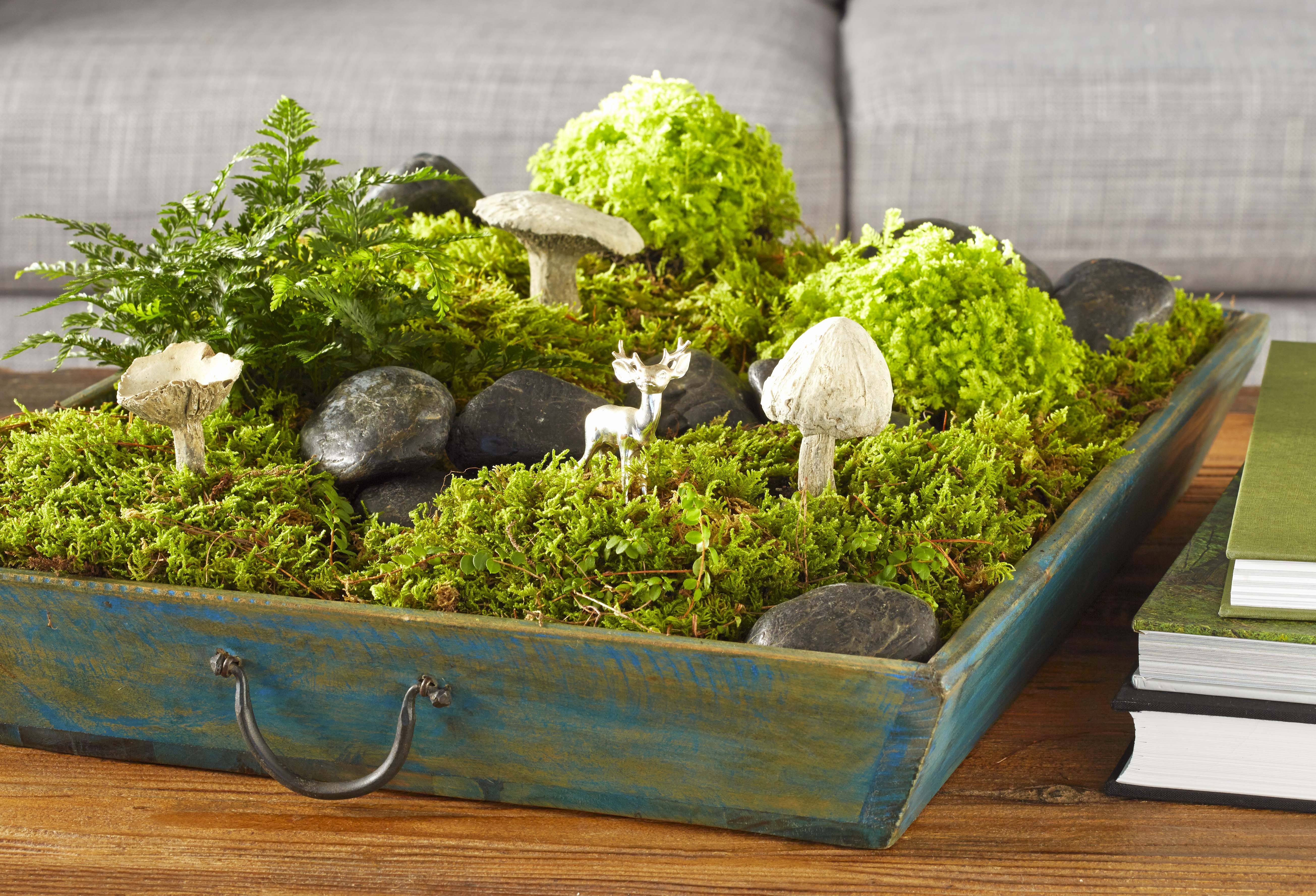 Miniature Moss Gardening Moss Garden