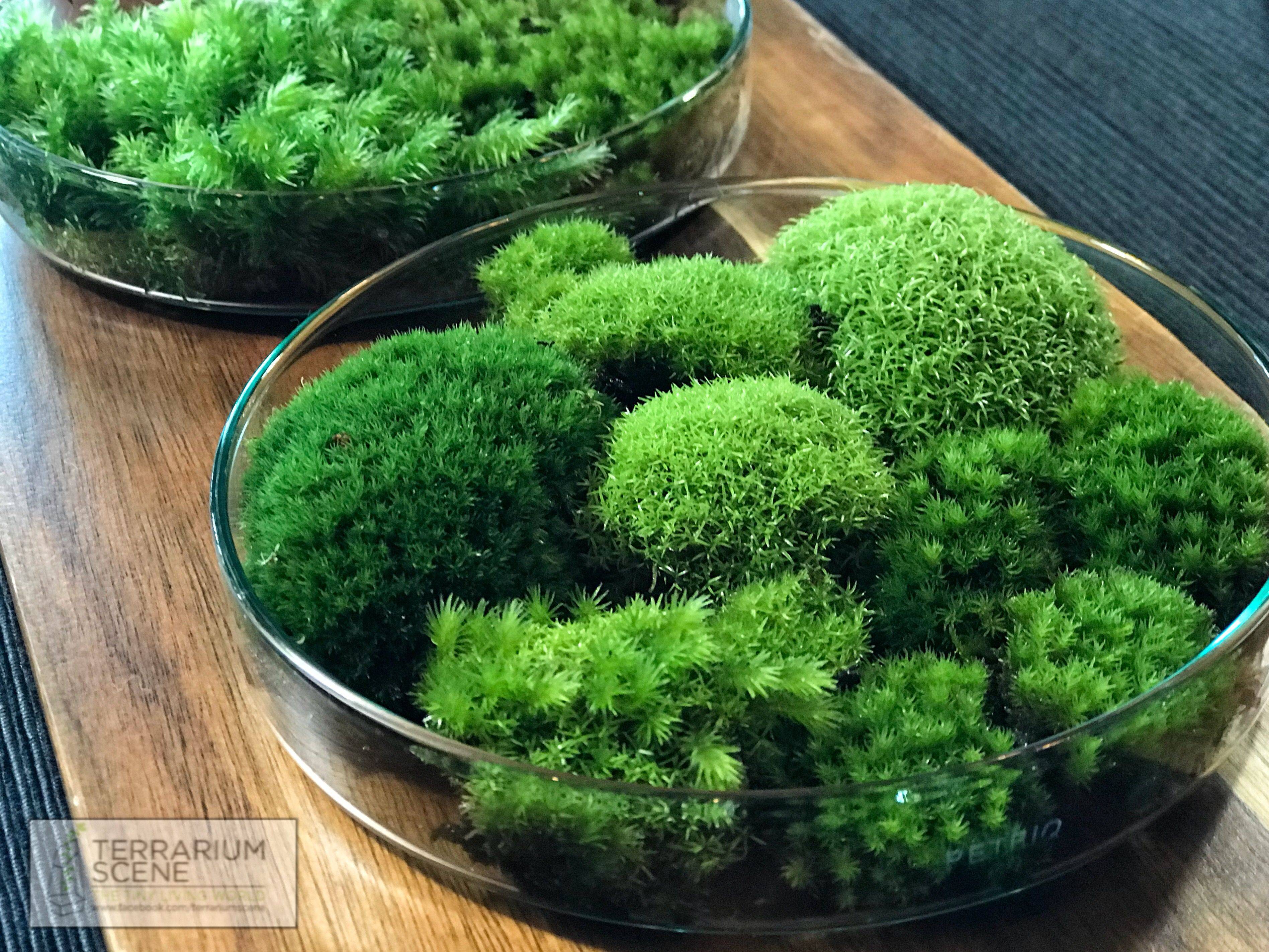 My First Mini Moss Garden