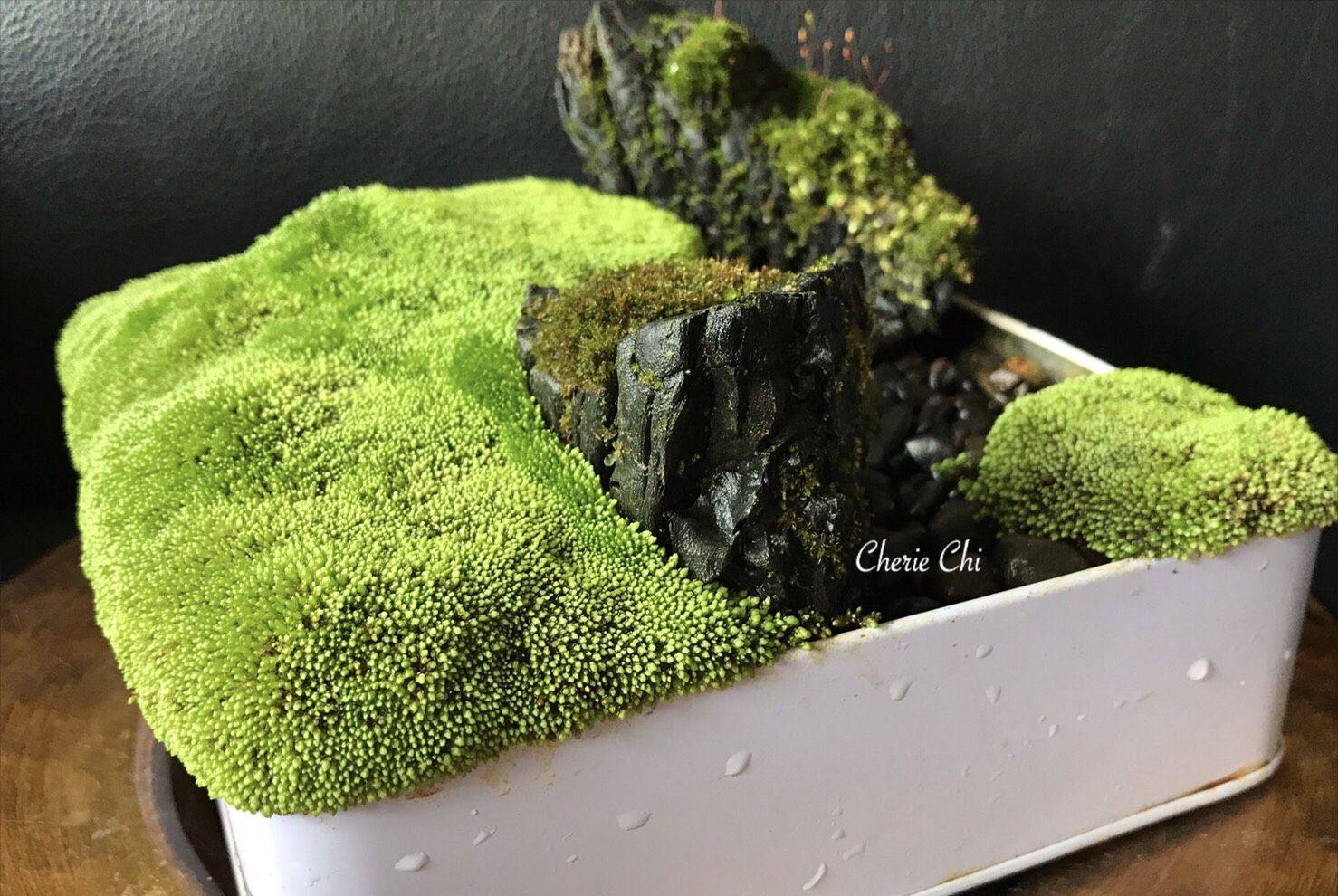 Little Garden Moss Plant