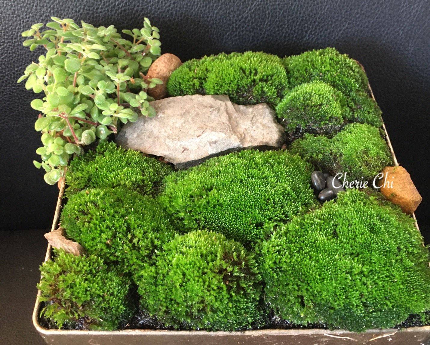 Miniature Garden