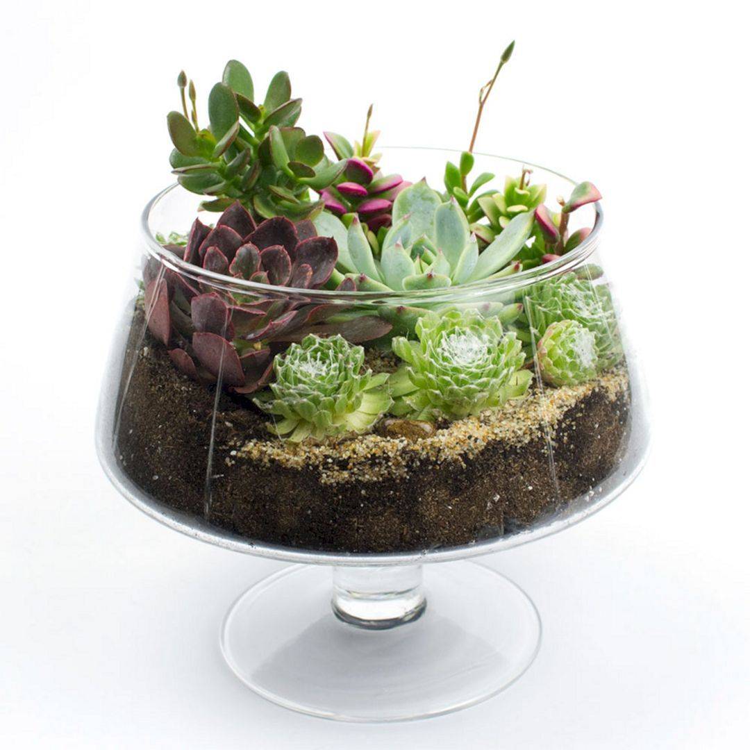 Beautiful Diy Terrarium Ideas Ecotek Green Living