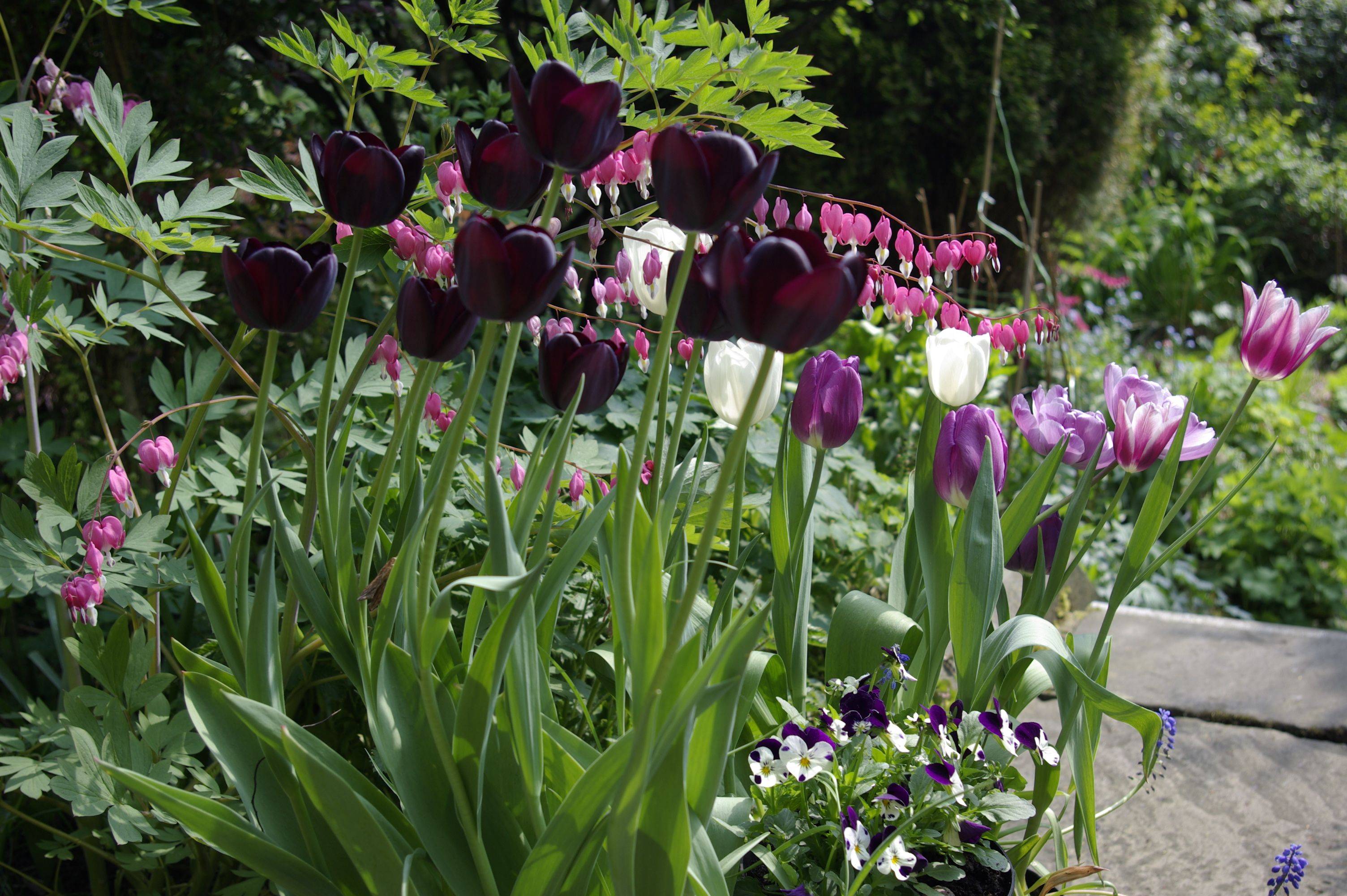 Flower Border Ideas