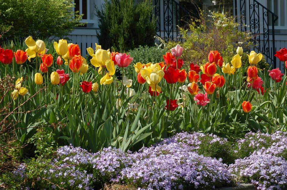 Beautiful Moss Rock Borders