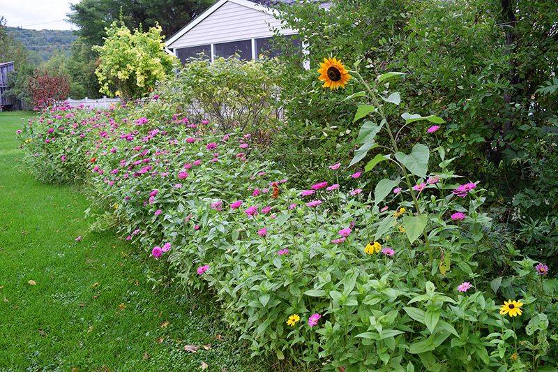 My Backyard Wild Flower Garden Wildflower Garden