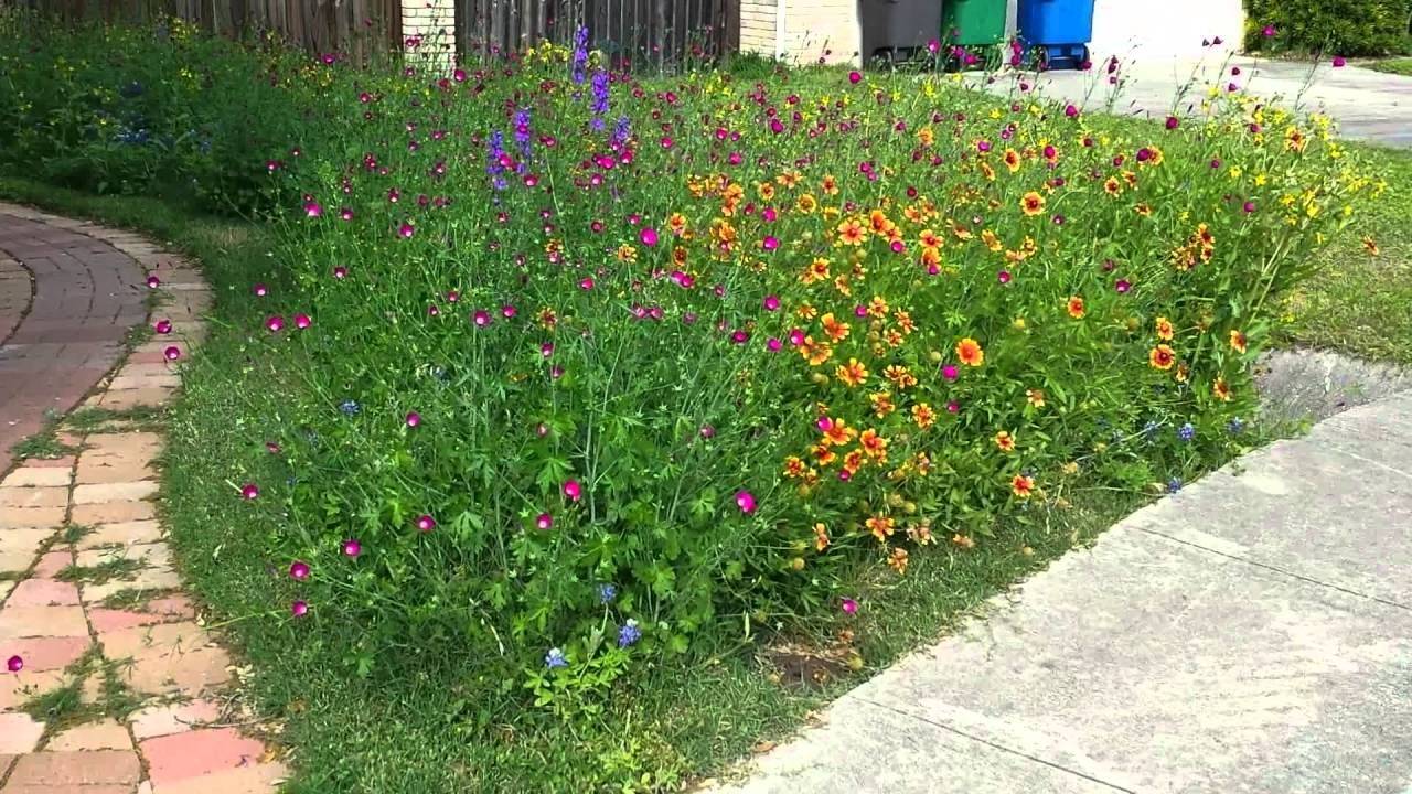 17 Front Yard Wildflower Garden Ideas Worth a Look SharonSable
