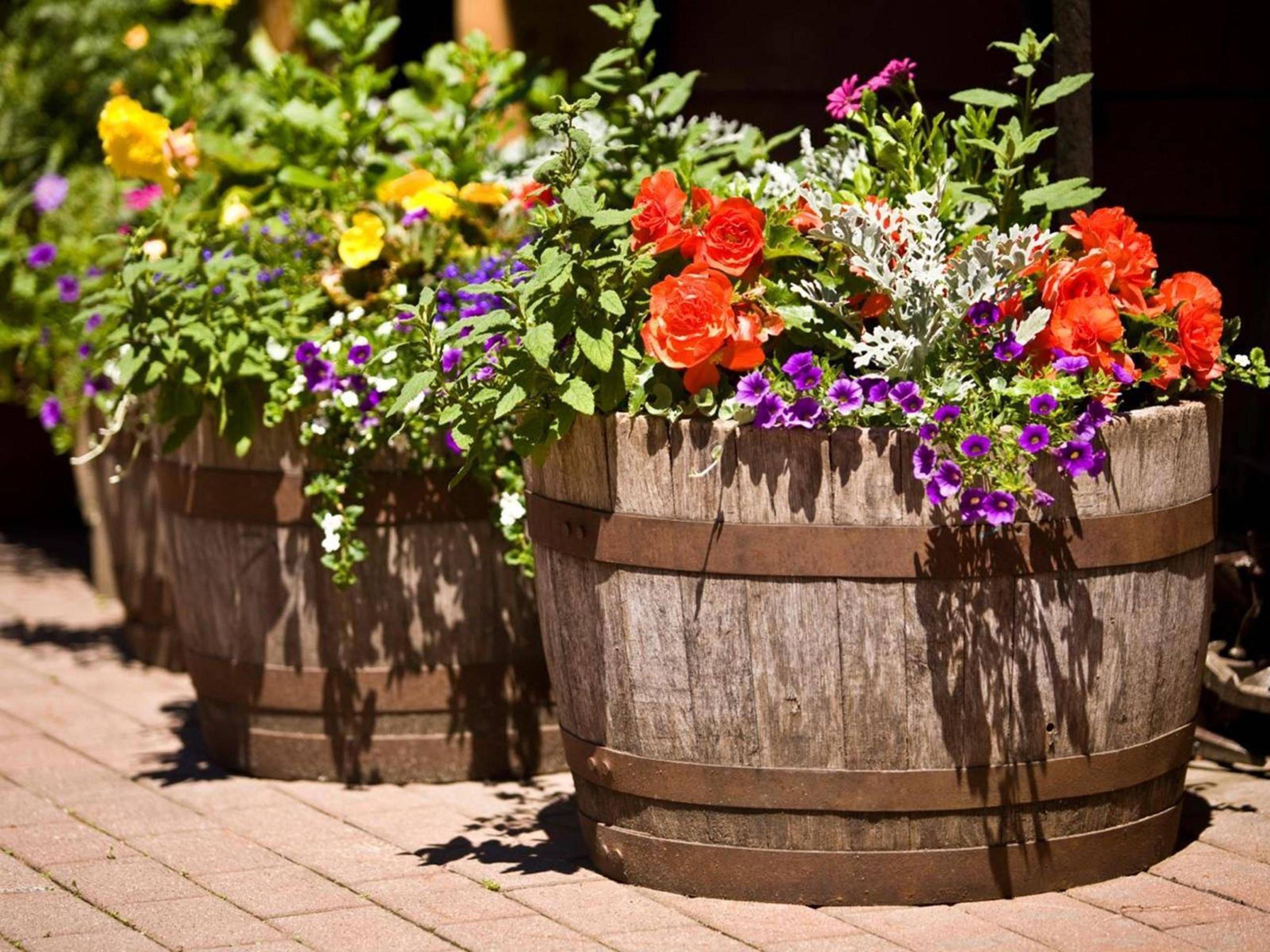 Backyard Whiskey Barrel Planter