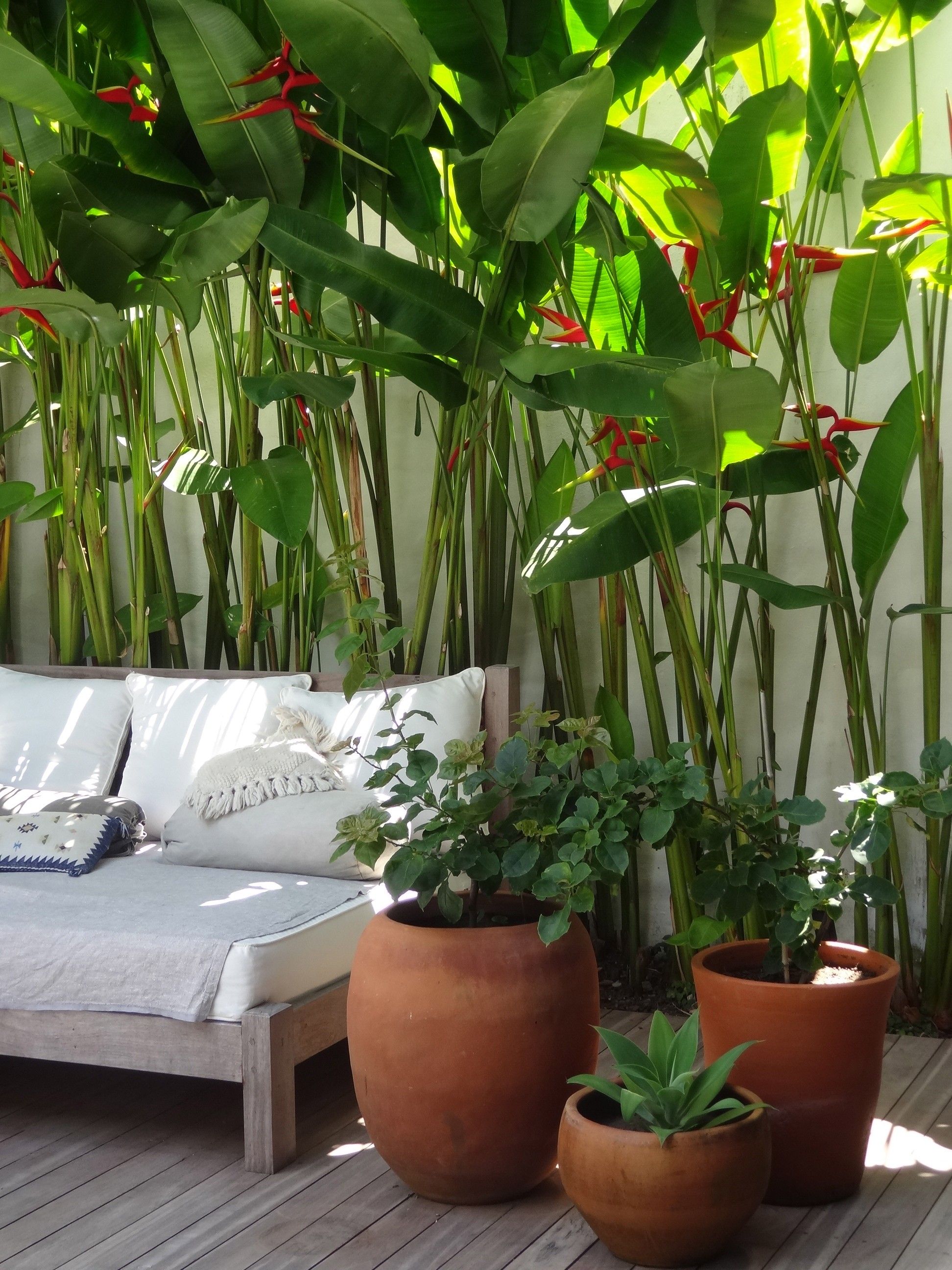 Summerbalconygardenwithtropicalplants