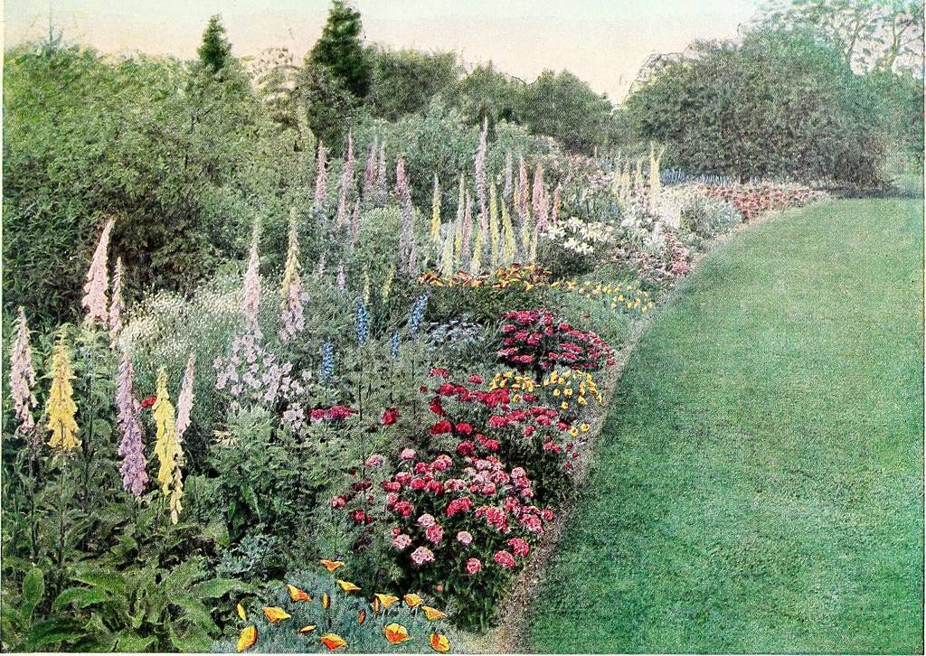 Great Perennial Border Plants