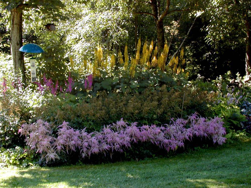 A Sunny Perennial