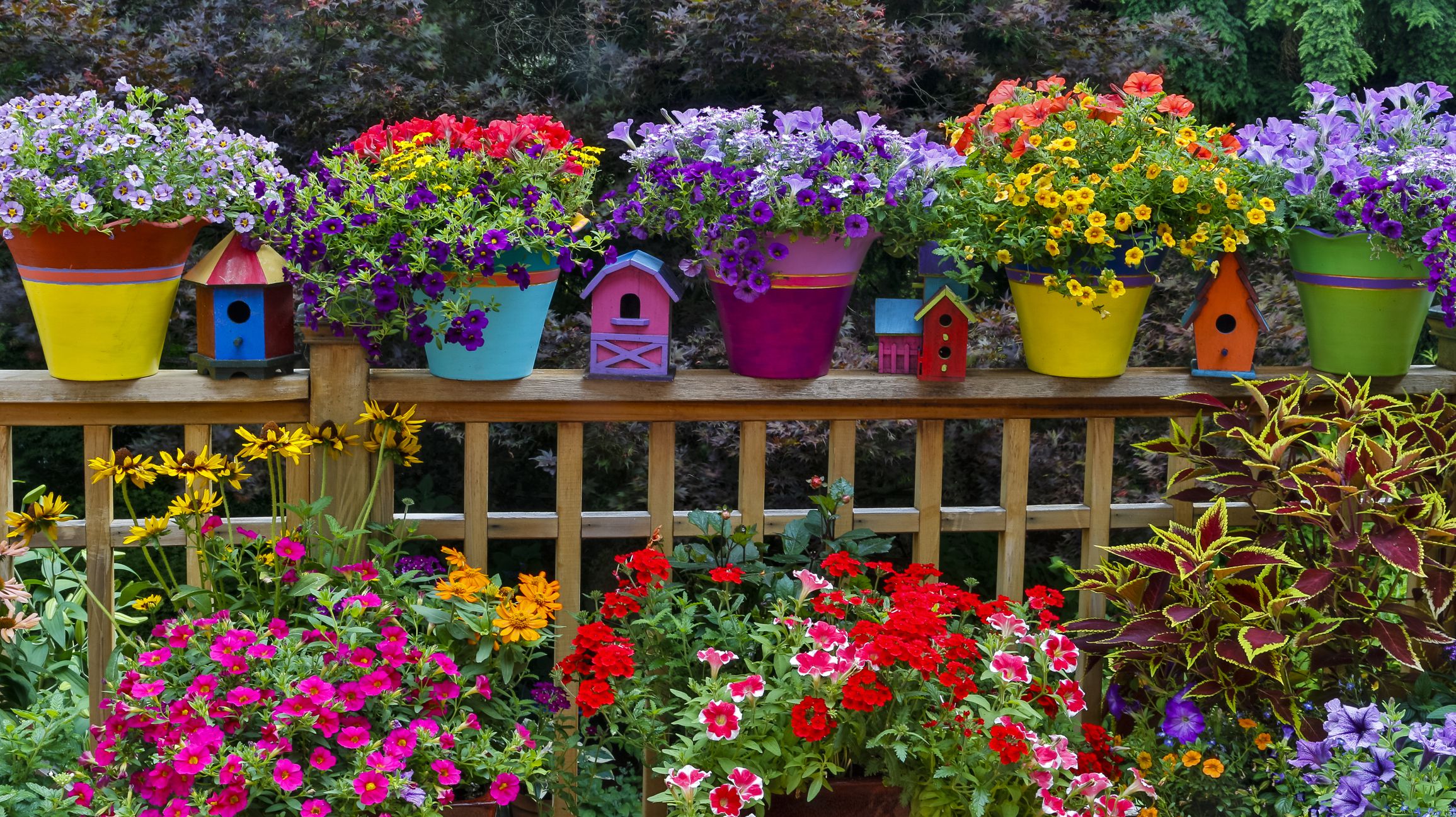 Colorful Plants