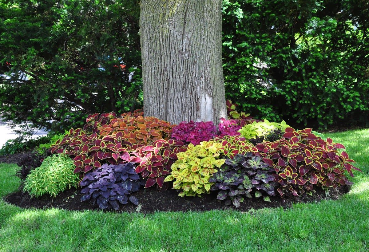 Tree Roots Landscape Ideas