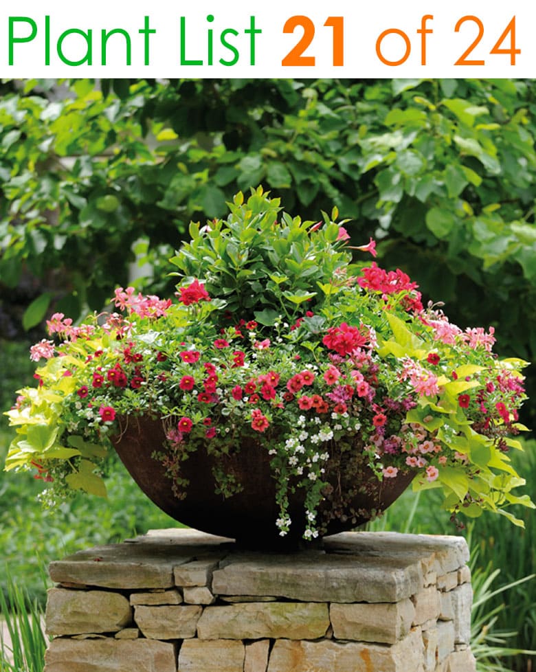 Container Gardening Ideas Quiet Corner