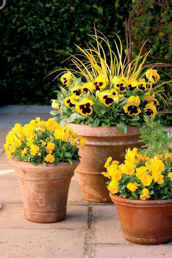 A Patio Flower Container Garden Tips