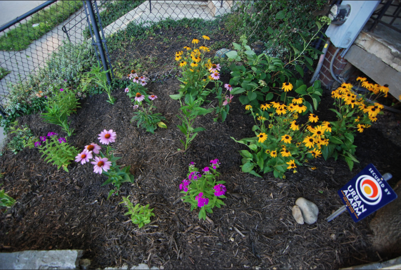 Climbing Plants