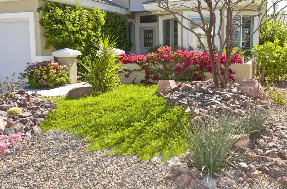 Xeriscape Bird Bath