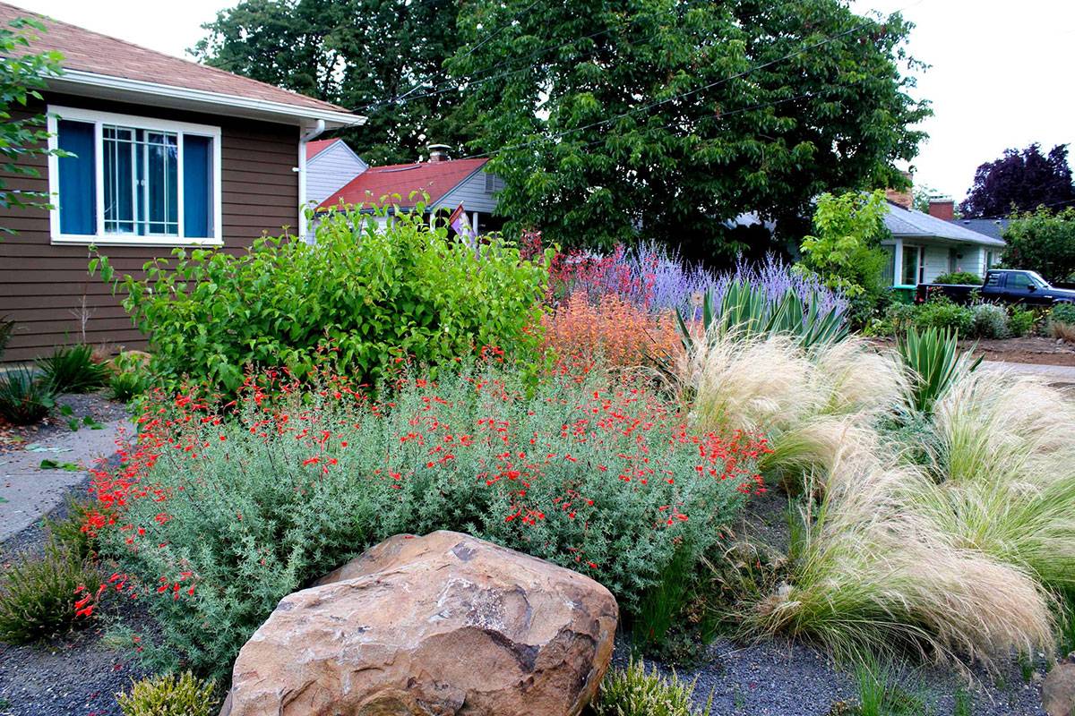 Best Drought Tolerant Perennials