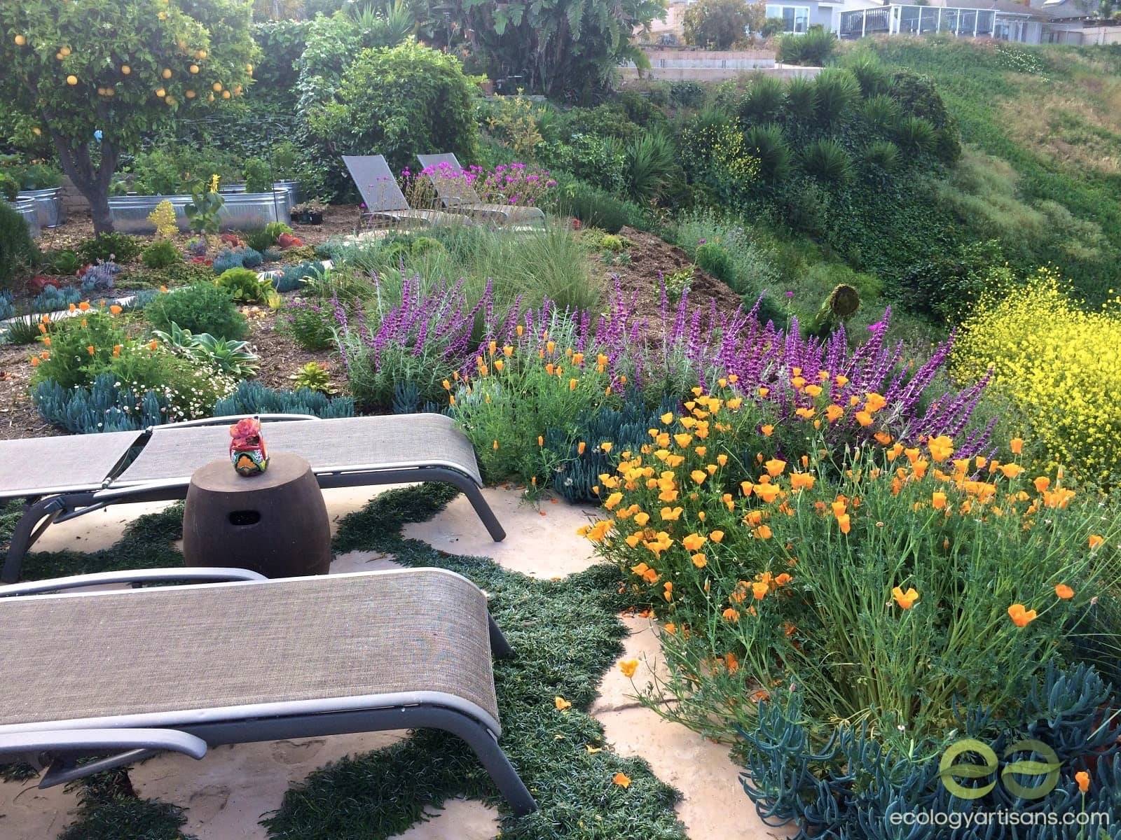 Drought Tolerant Butterfly Garden