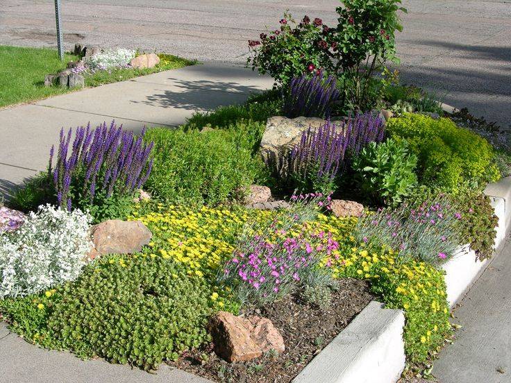 New Book Highlights Droughttolerant Garden Solutions