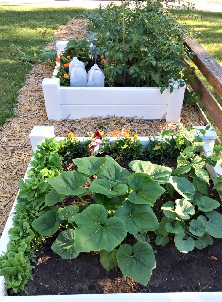 Vegetable Garden Ideas