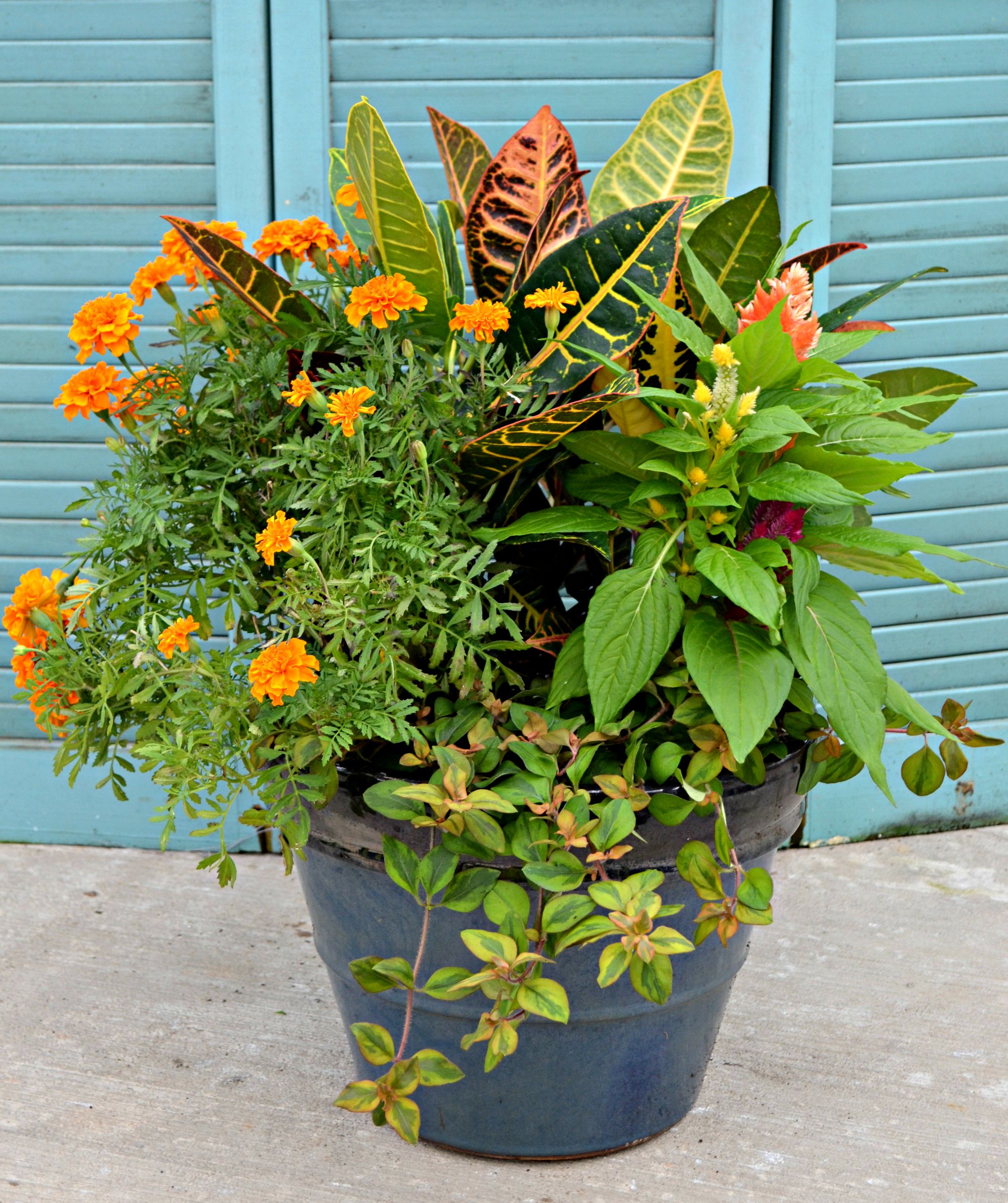 Best Patio Container Garden Design Ideas