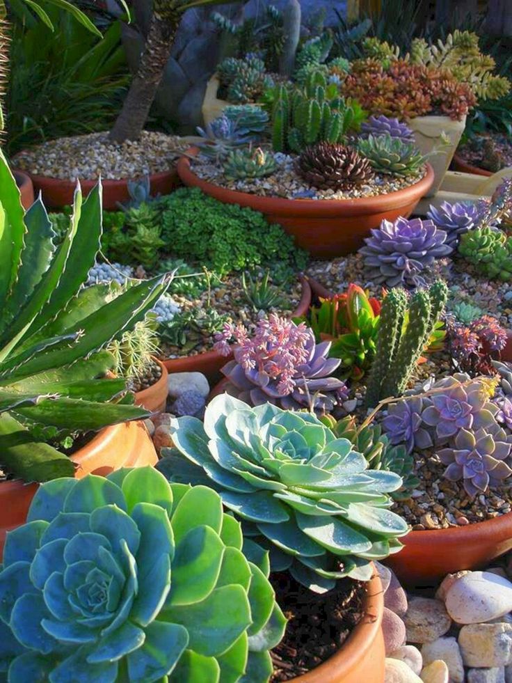 Succulents Using Interesting Containers