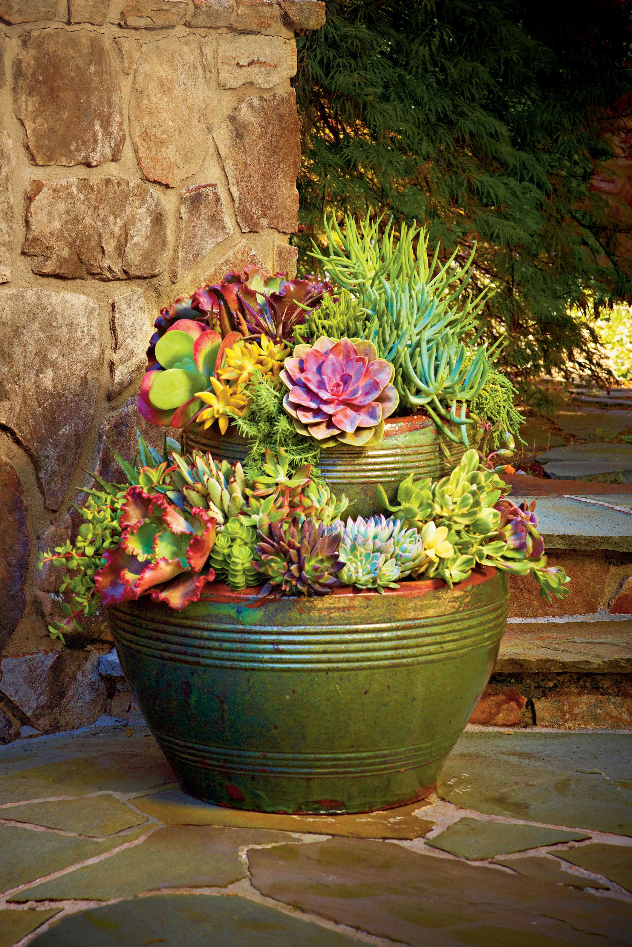 Container Succulents