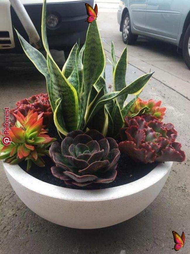 Succulent Container Garden Ideas Photograph Succulent Cont