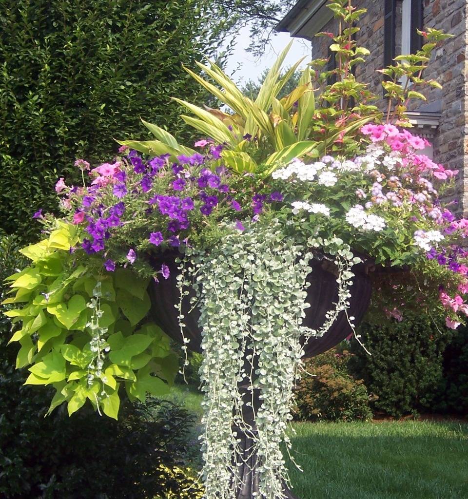 Wonderful Summer Container Garden Flower Ideas Page