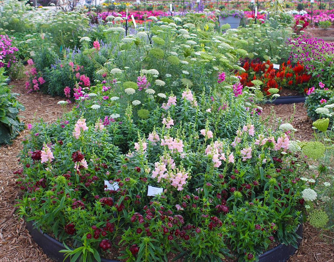 Perennial Garden Design Ideas