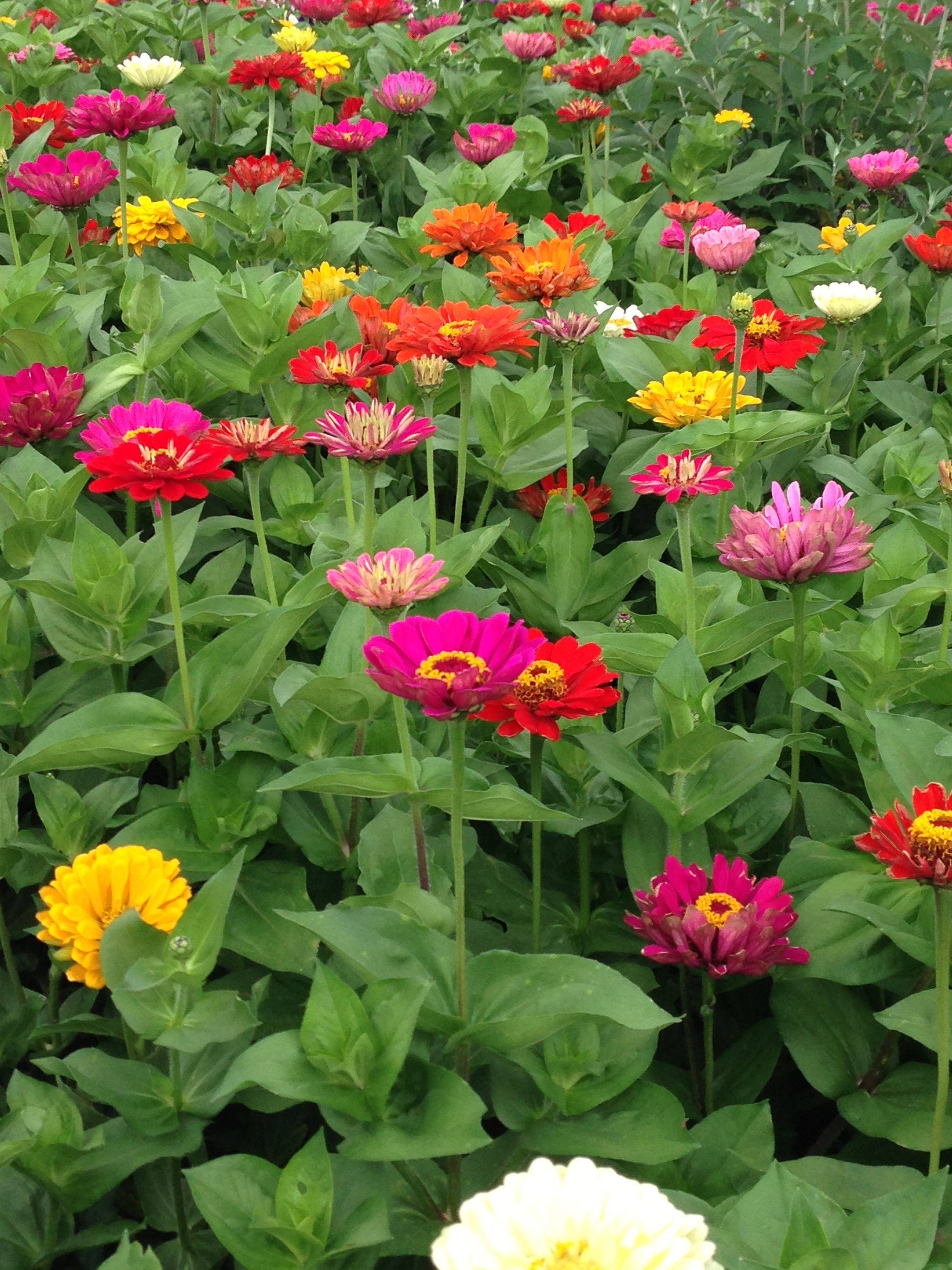 Lovely Flower Garden Ideas