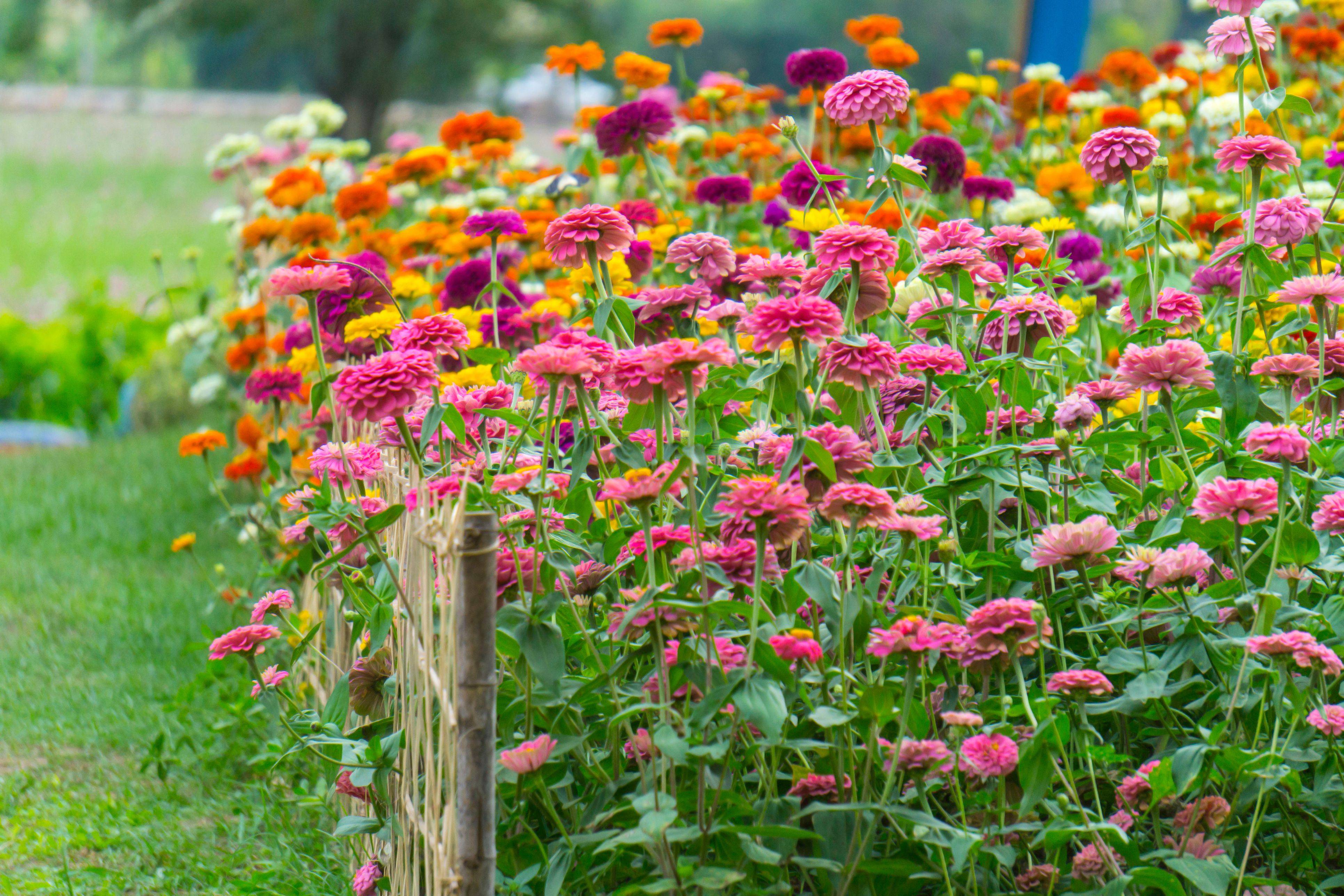 My Beautiful Zinnia Garden