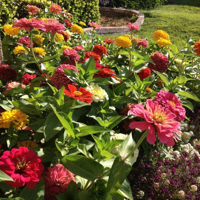 Prim Garden Zinnia Garden
