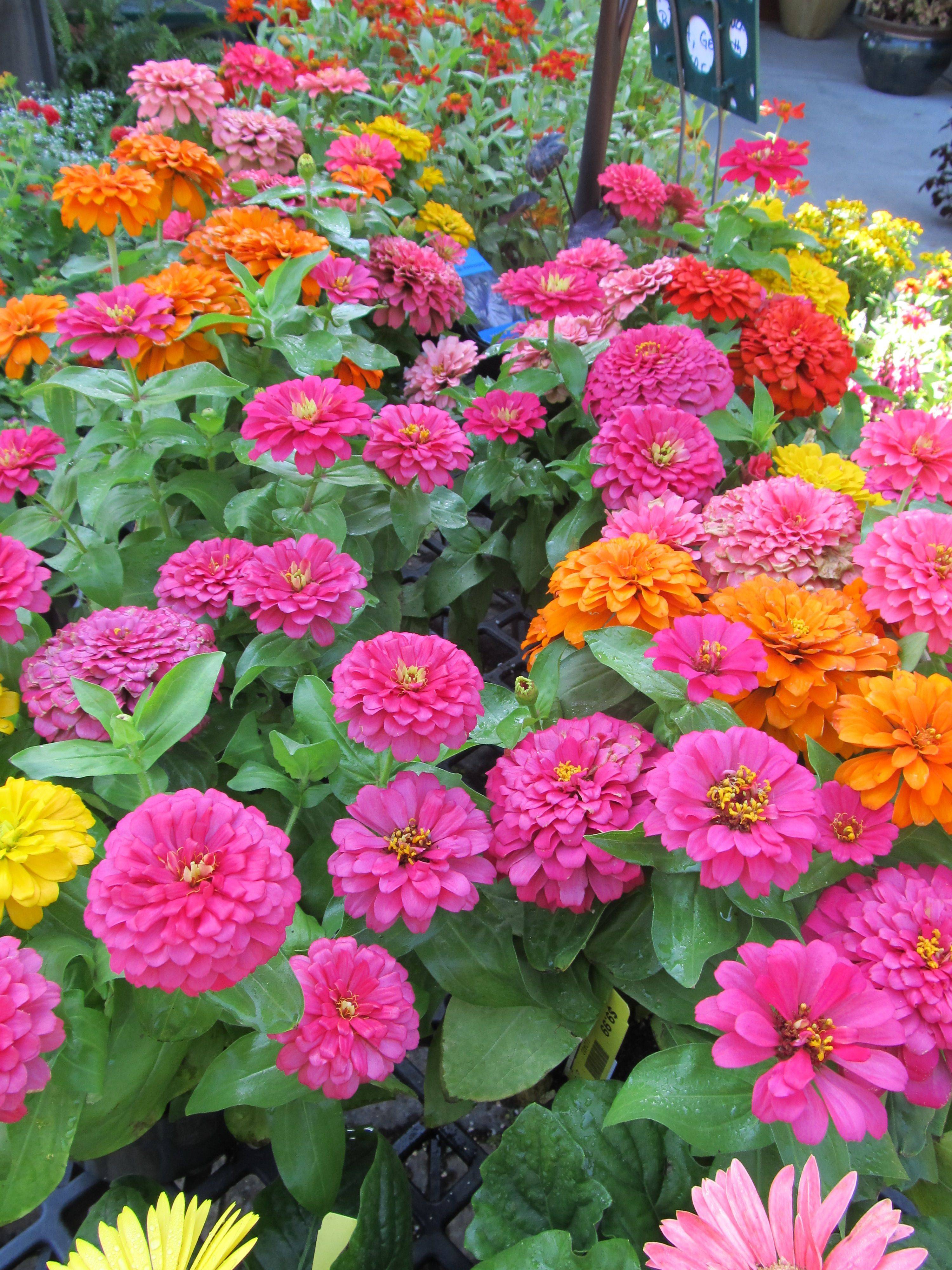 A Color Sidewalk Edge Zinnias Plants