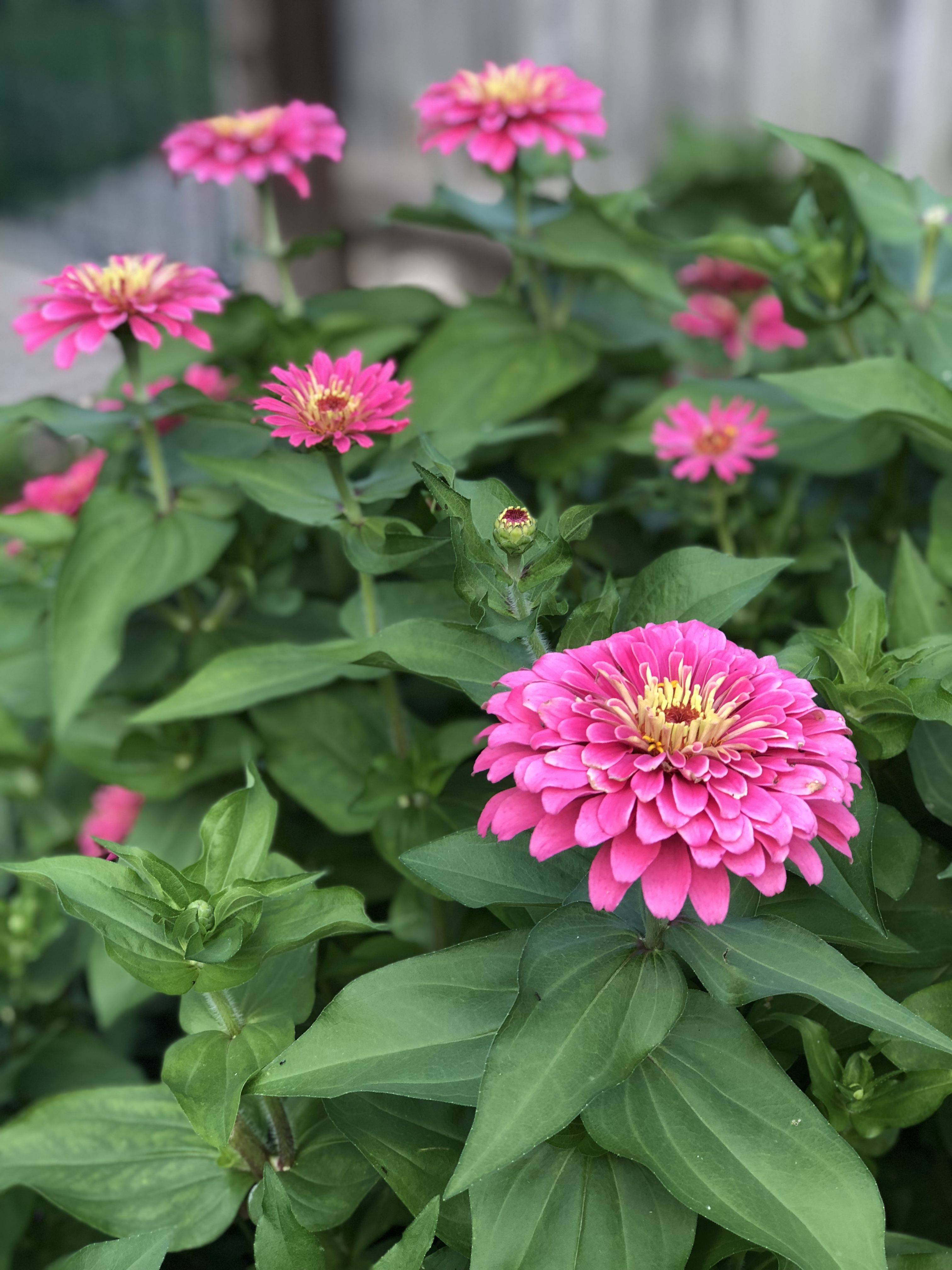 The Dreamland Zinnias