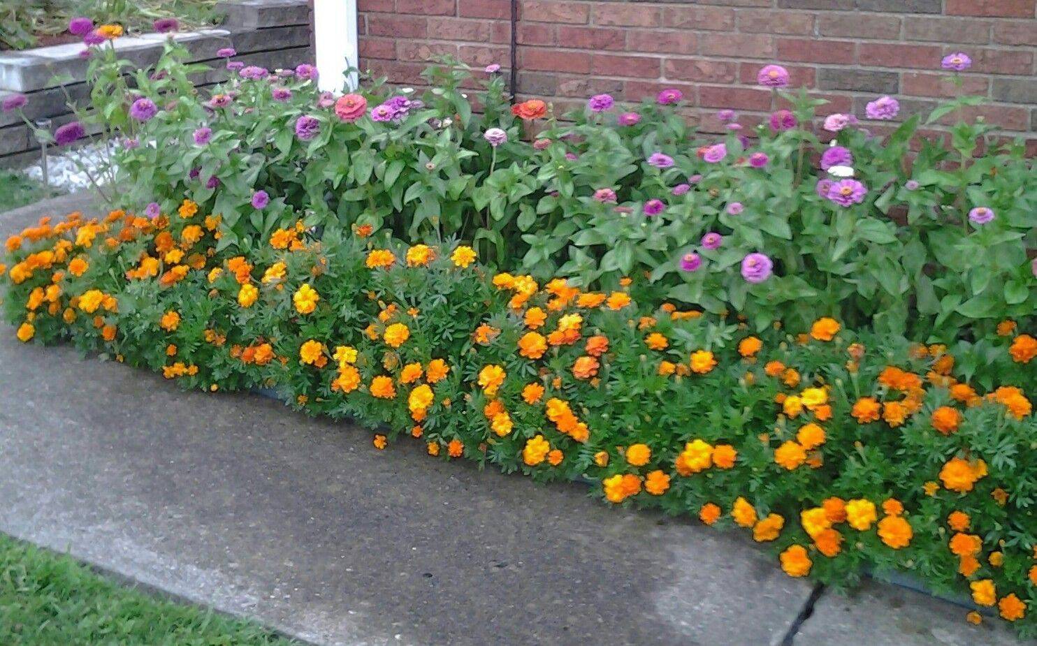 Zinnia Garden Design Zinnias Plants