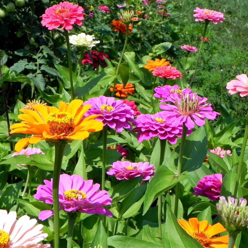 Zinnias Plants