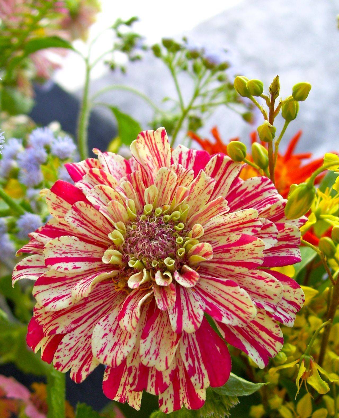 Zinnias Plants