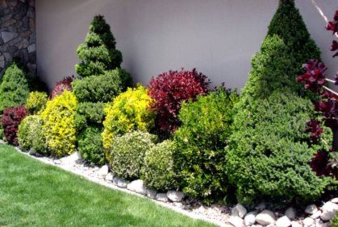 Evergreen Plants Landscaping