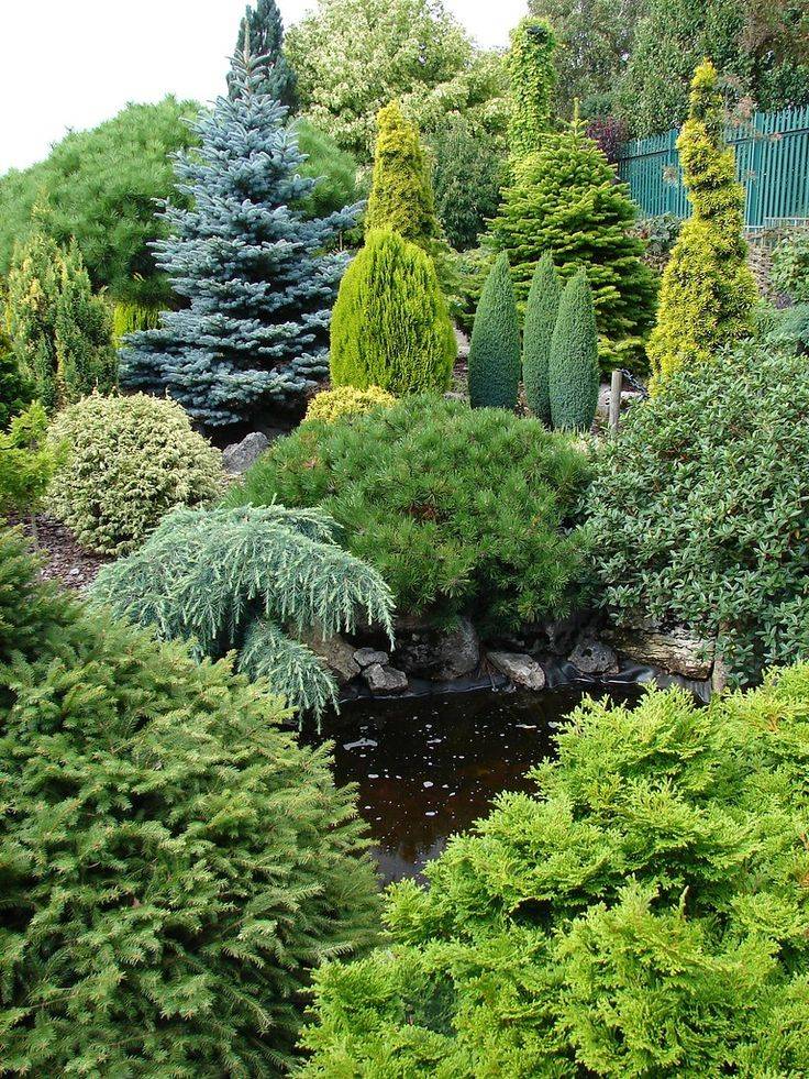 Evergreen Plants Landscaping