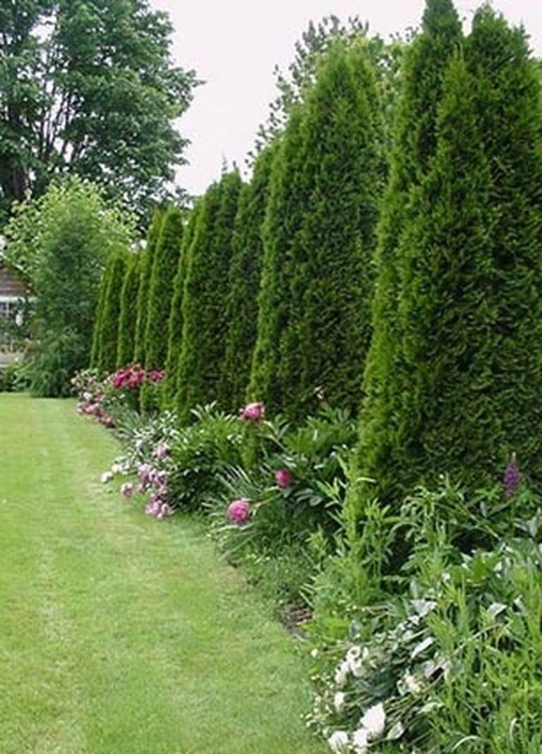 Evergreen Plants Landscaping Ideas