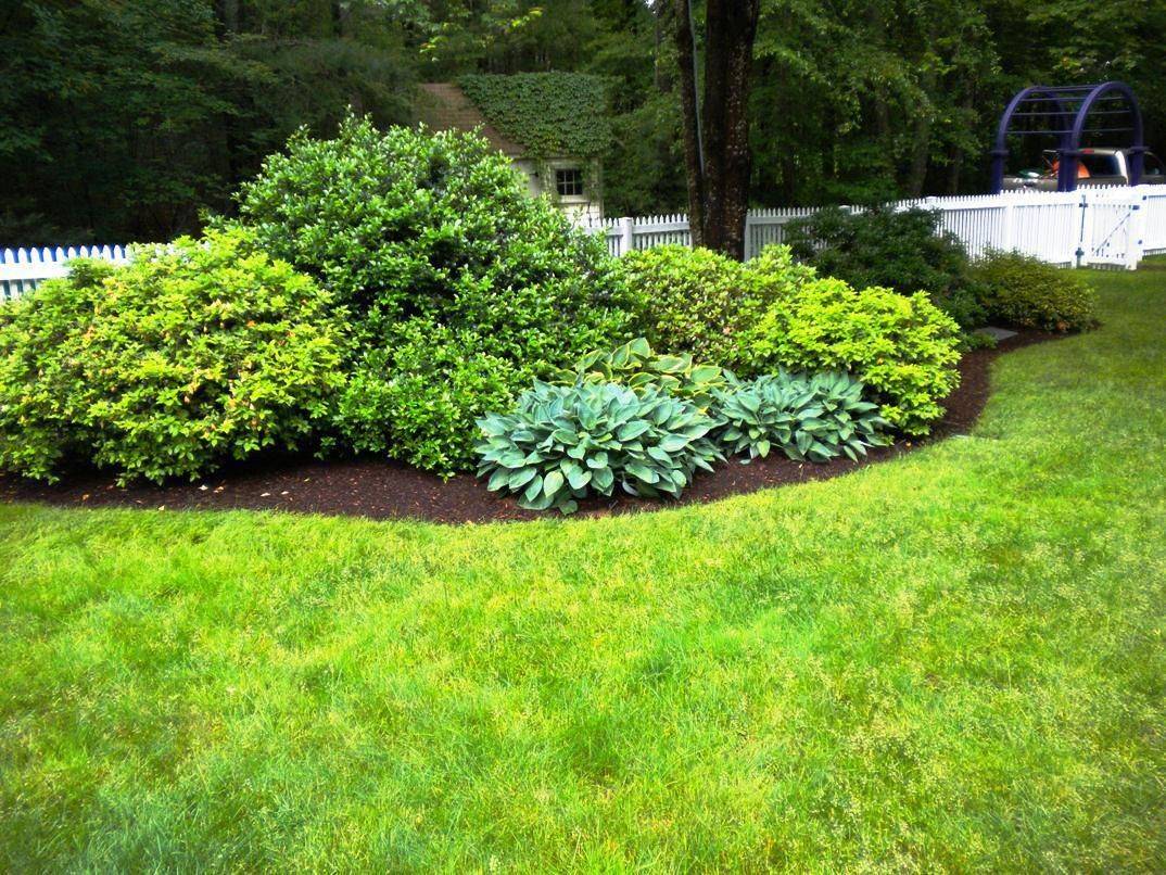 The Best Garden Shrubs Shrubs